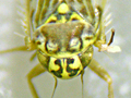 Eupteryx decemnotata